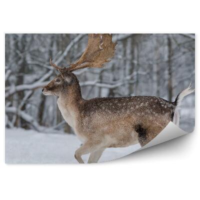 Okleina ścienna Daniel w zimowym lesie