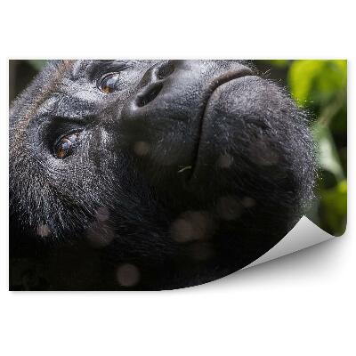 Okleina ścienna Samica goryla patrząca w górę