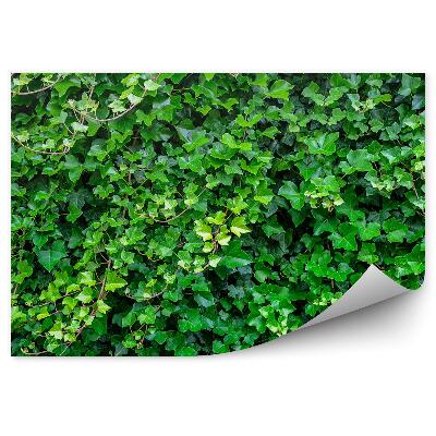 Okleina ścienna Zielony bluszcz tło