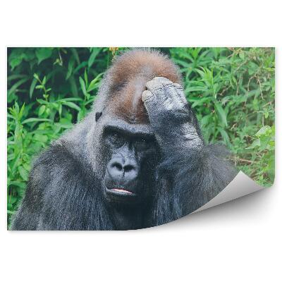 Okleina ścienna Zamyślony goryl na tle tropikalnej roślinności