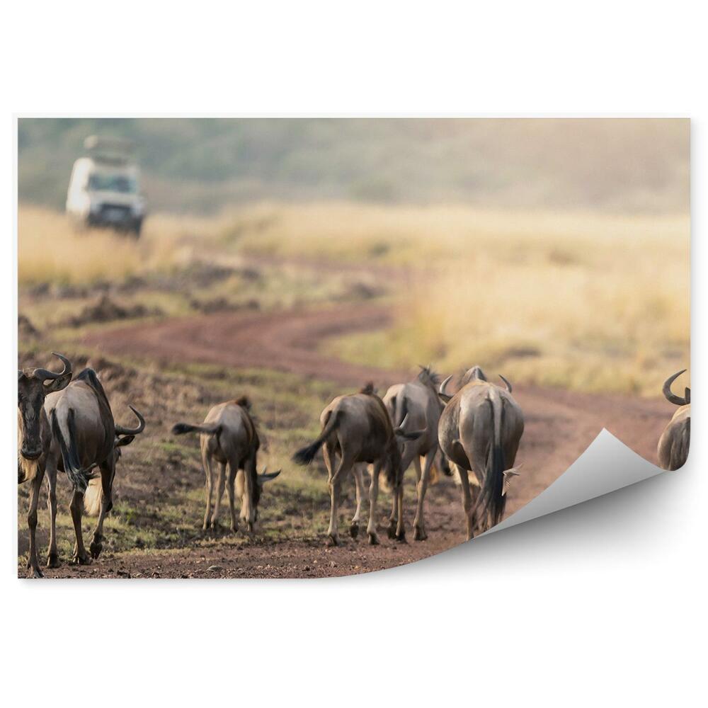 Okleina ścienna Safari gnu antylopa ścieżka pojazd podróż natura