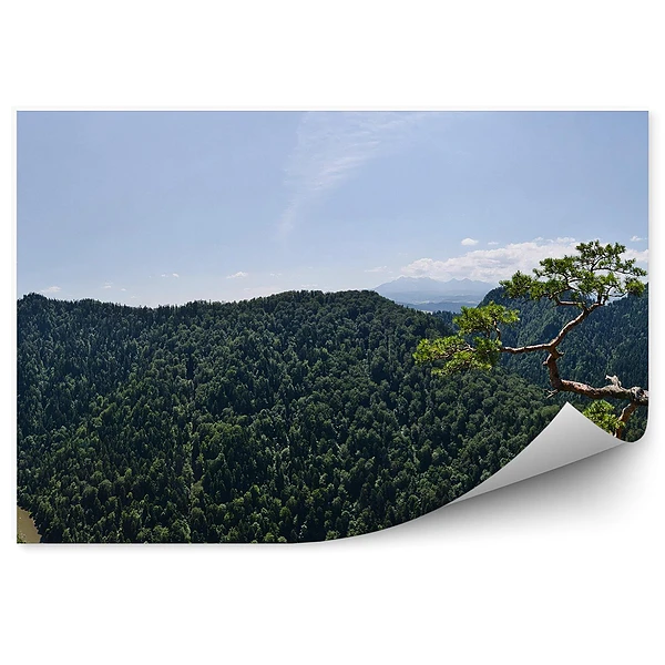 Okleina na ścianę Sokolica szczyt pieniny sosna dunajec panorama
