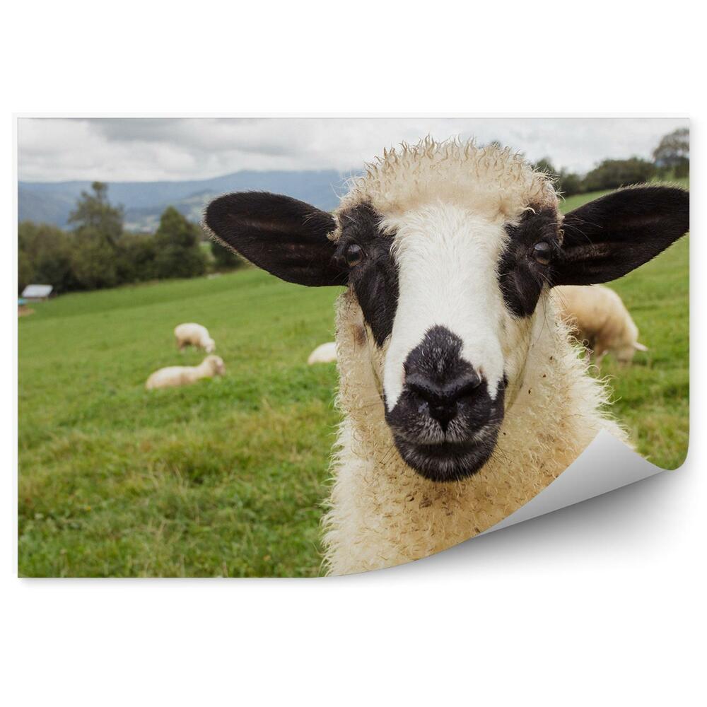 Okleina ścienna Owca łąka stado portret góry drzewa