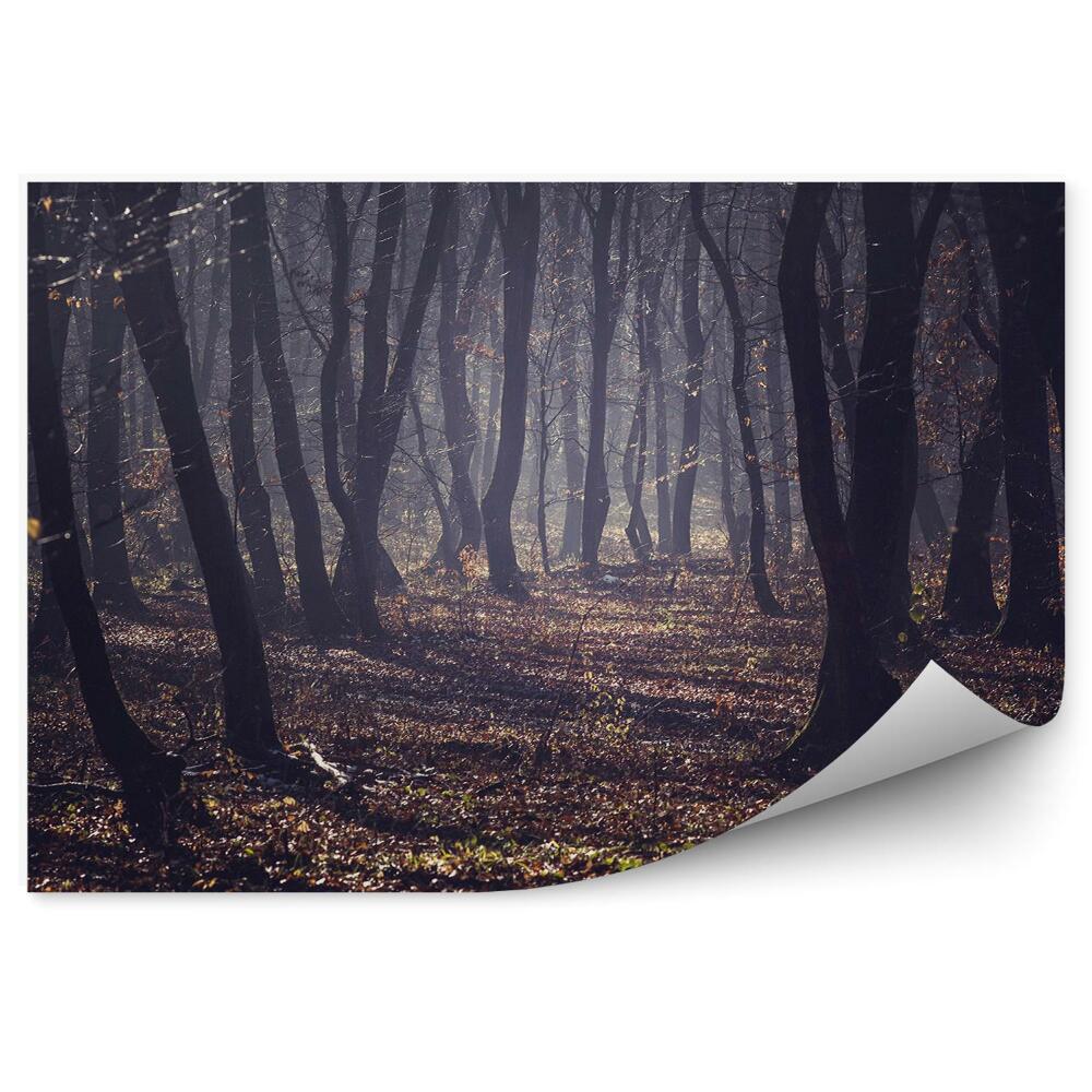 Okleina ścienna Mglisty las jesień