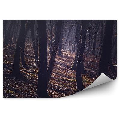 Okleina ścienna Mglisty las jesień