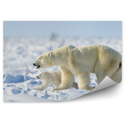 Okleina ścienna Niedźwiedzica z młodym misiem polarnym