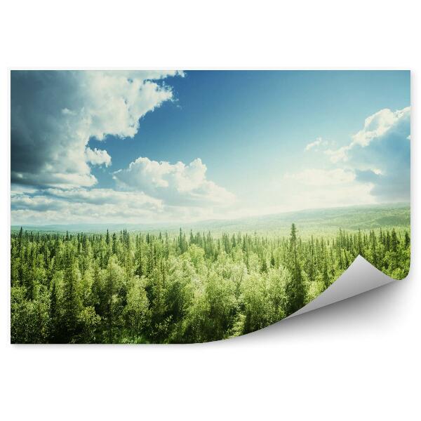 Fototapeta Las w słoneczny dzień