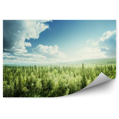 Fototapeta Las w słoneczny dzień