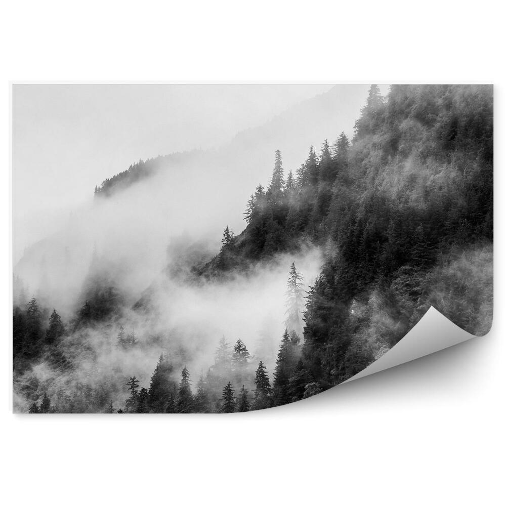 Okleina ścienna Sepia drzewa iglaste góry mgła