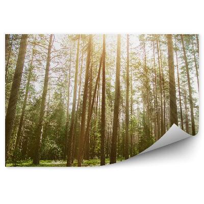 Fototapeta na ścianę Dzika roślinność las natura światło