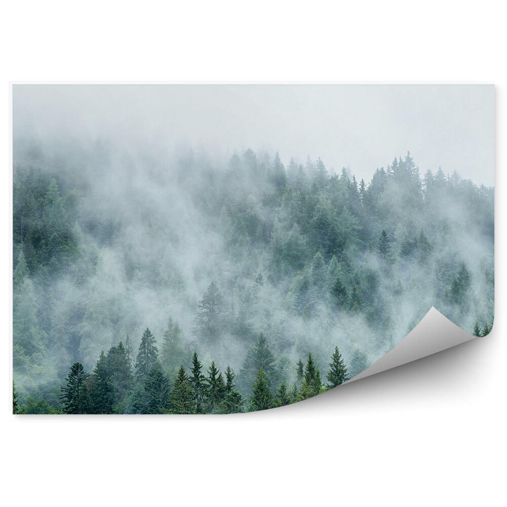 Okleina ścienna Las iglasty mgła niebo austria