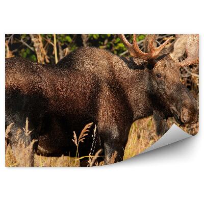 Okleina ścienna Samiec łosia na łące