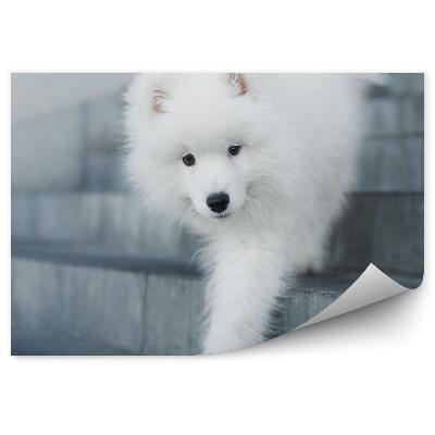 Fototapeta samoprzylepna Szczeniak schodzący po schodach