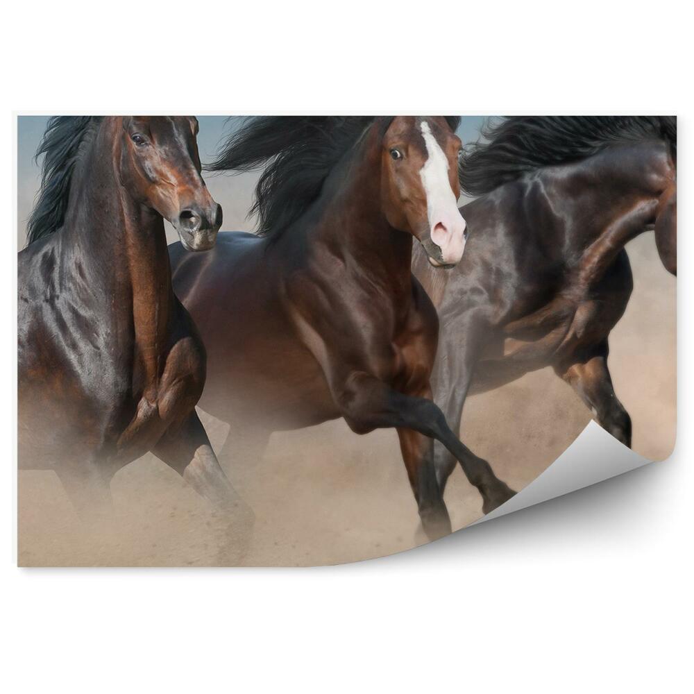 Fototapeta Dzikie brązowe konie stado galop piasek kurz