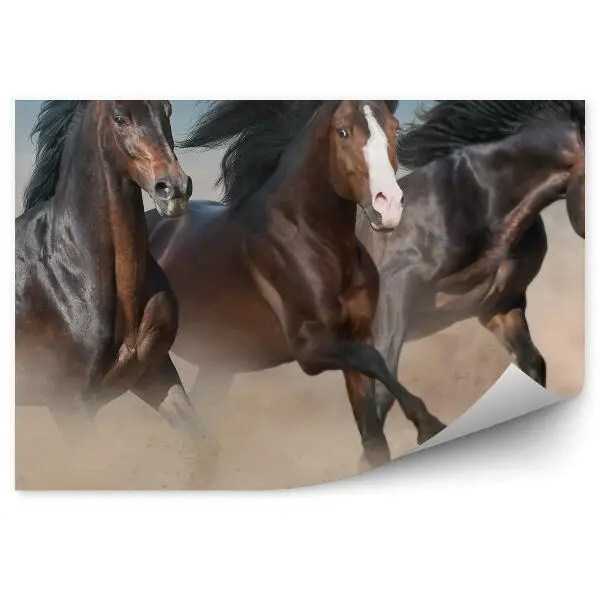 Fototapeta Dzikie brązowe konie stado galop piasek kurz