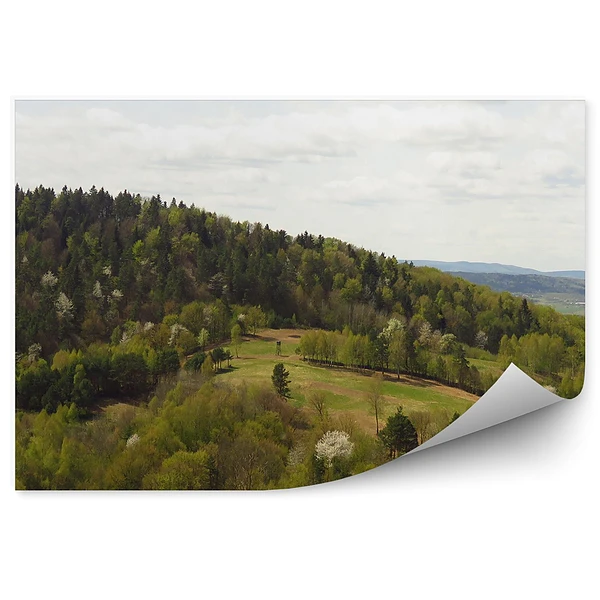 Okleina na ścianę Las drzewa wzgórze pole krajobraz bieszczady