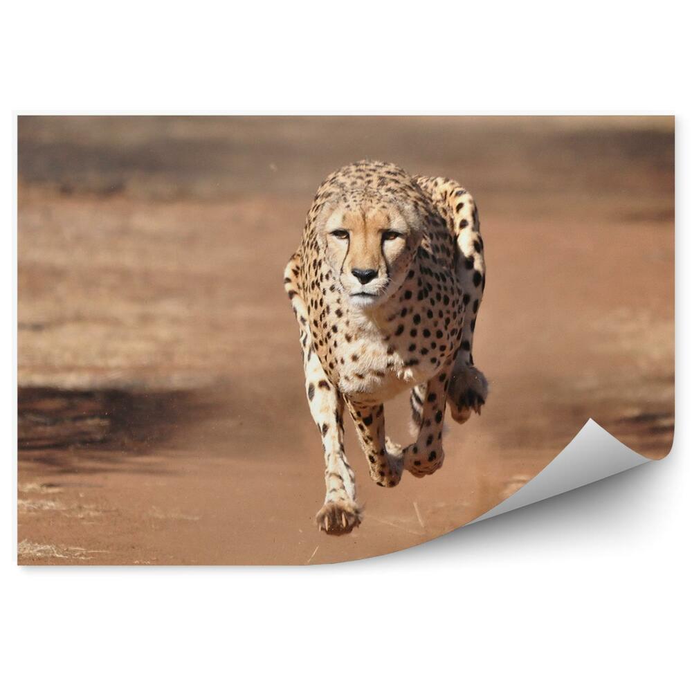 Okleina ścienna Biegnący gepard