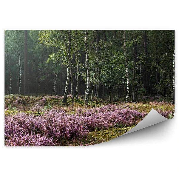 Fototapeta na ścianę Wrzosowisko na tle brzozowego lasu
