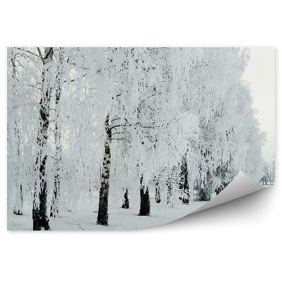 Fototapeta na ścianę las brzozowy zima śnieg