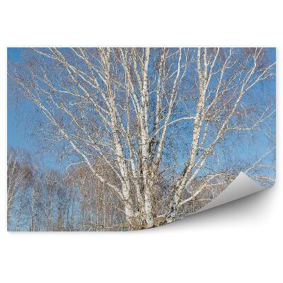 Okleina ścienna Brzoza zima