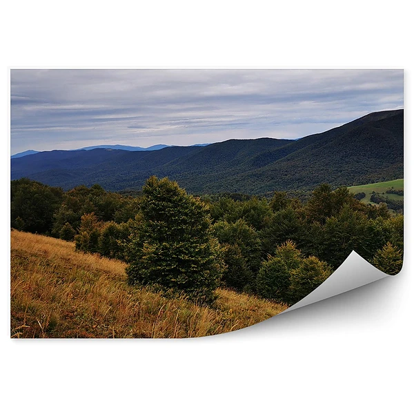 Okleina na ścianę Drzewa choinki las góry bieszczady