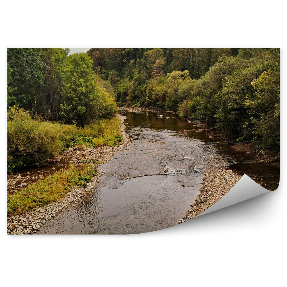 Okleina na ścianę Rzeka przecinająca las drzewa roślinność