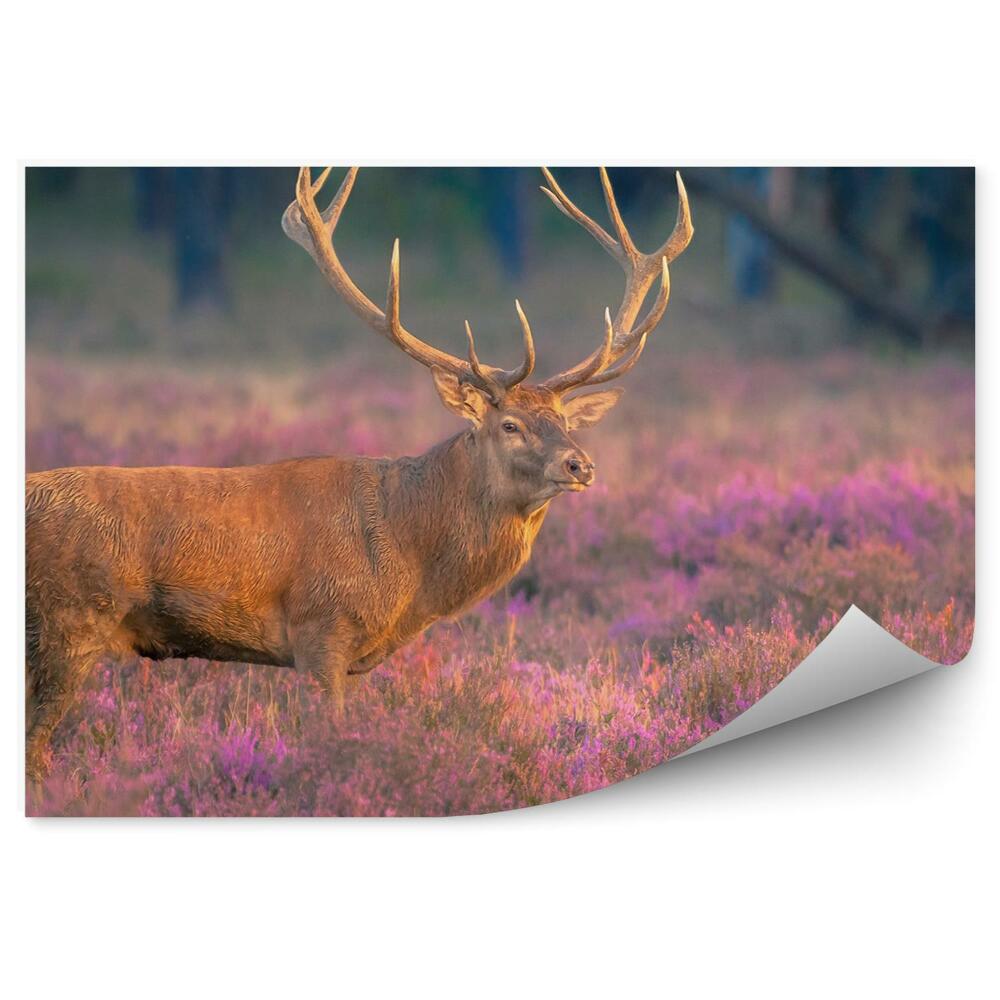 Okleina ścienna Samiec jelenia na wrzosowisku
