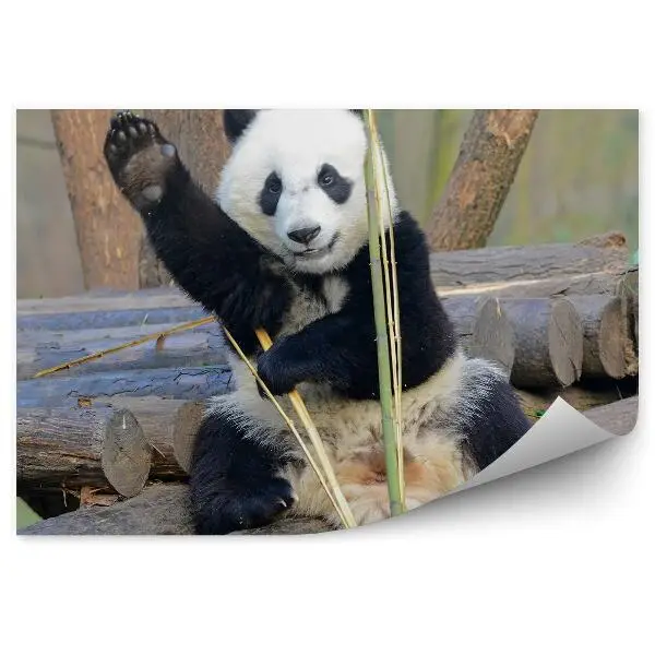 Okleina ścienna Machająca panda
