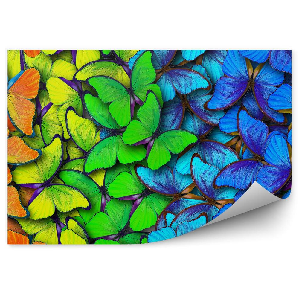 Okleina ścienna Tęczowe motyle