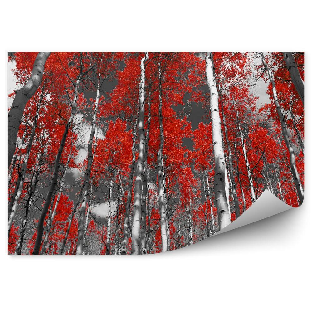 Fototapeta na ścianę Koloryzowany czerwony las brzozy topole