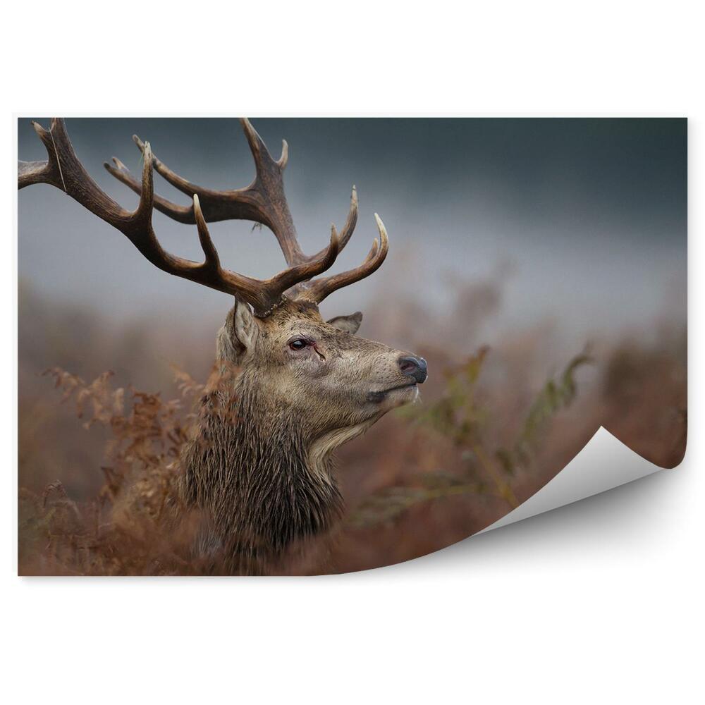Okleina ścienna Głowa jelenia we mgle