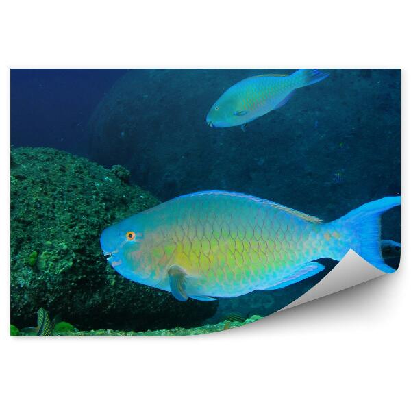 Okleina ścienna Ryby i dno morskie