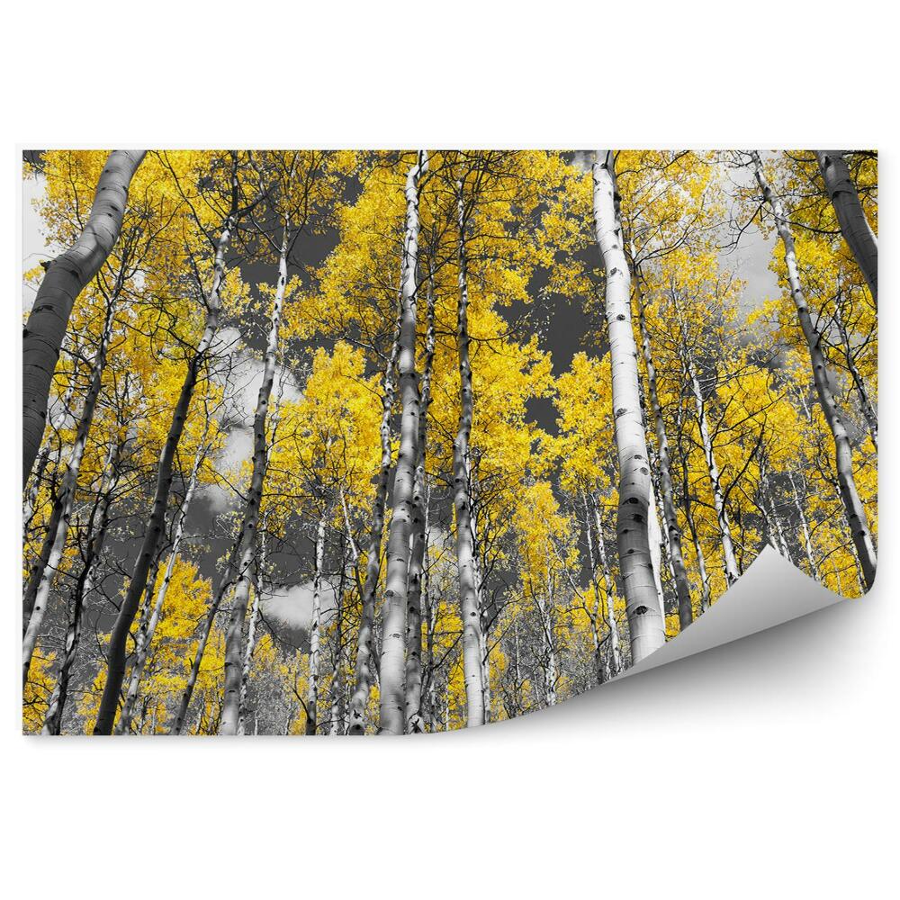 Fototapeta na ścianę Koloryzowane zdjęcie lasu brzozy topole