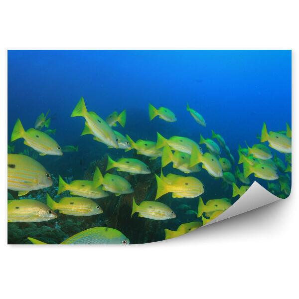 Okleina ścienna Ławica żółtych rybek