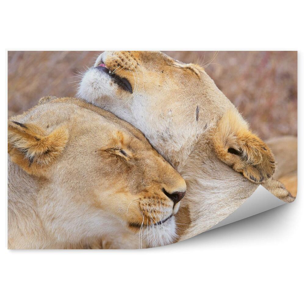 Okleina ścienna Przytulające się lwy
