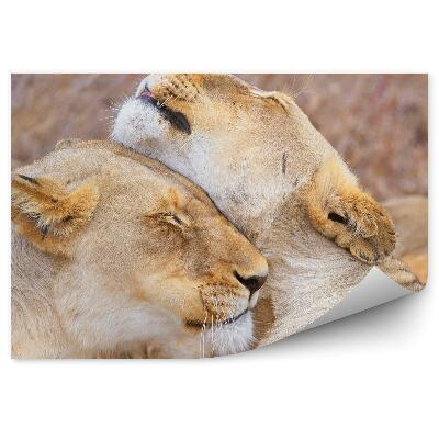 Okleina ścienna Przytulające się lwy