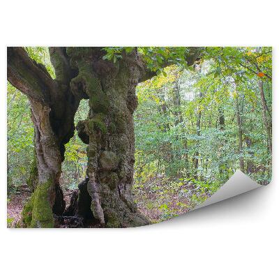 Okleina ścienna Drzewa natura roślinność zieleń liście