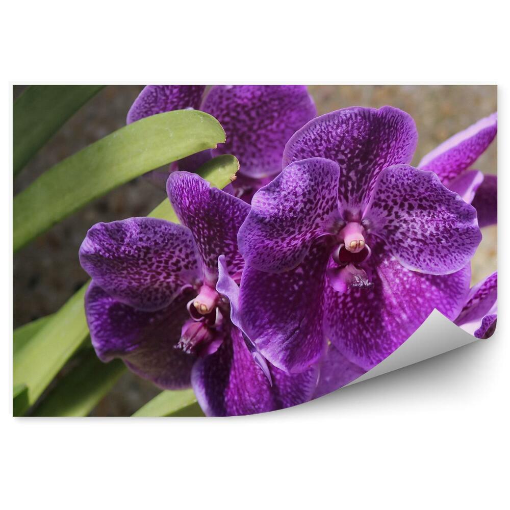 Fototapeta na ścianę Fioletowa orchidea