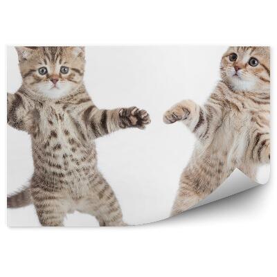 Fototapeta Dwa małe kotki taniec białe tło