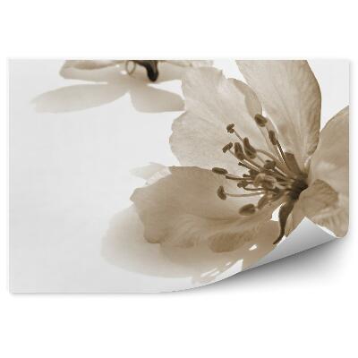 Okleina ścienna Kwiat jabłoni białe tło styl retro