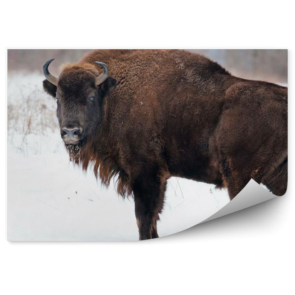 Okleina ścienna Żubr na śniegu