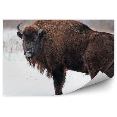 Okleina ścienna Żubr na śniegu