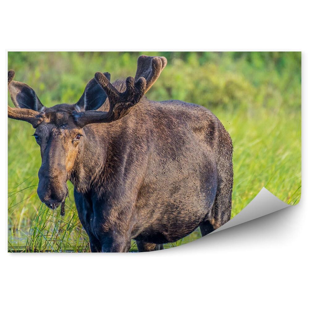 Fototapeta na ścianę Łoś brodzi w wodzie