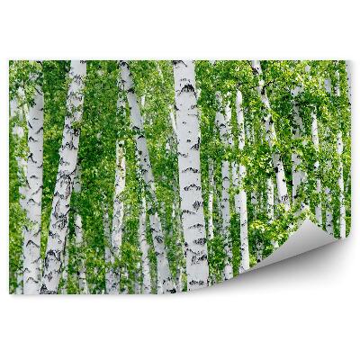 Okleina ścienna Drzewa brzozy zielone liście lato