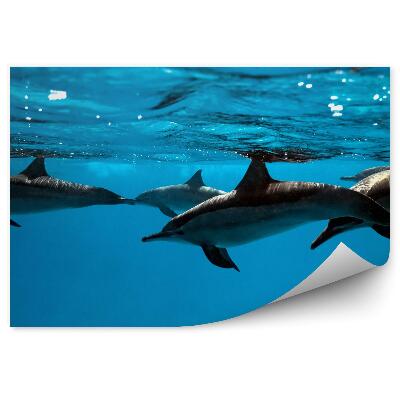 Okleina ścienna Delfiny pod wodą