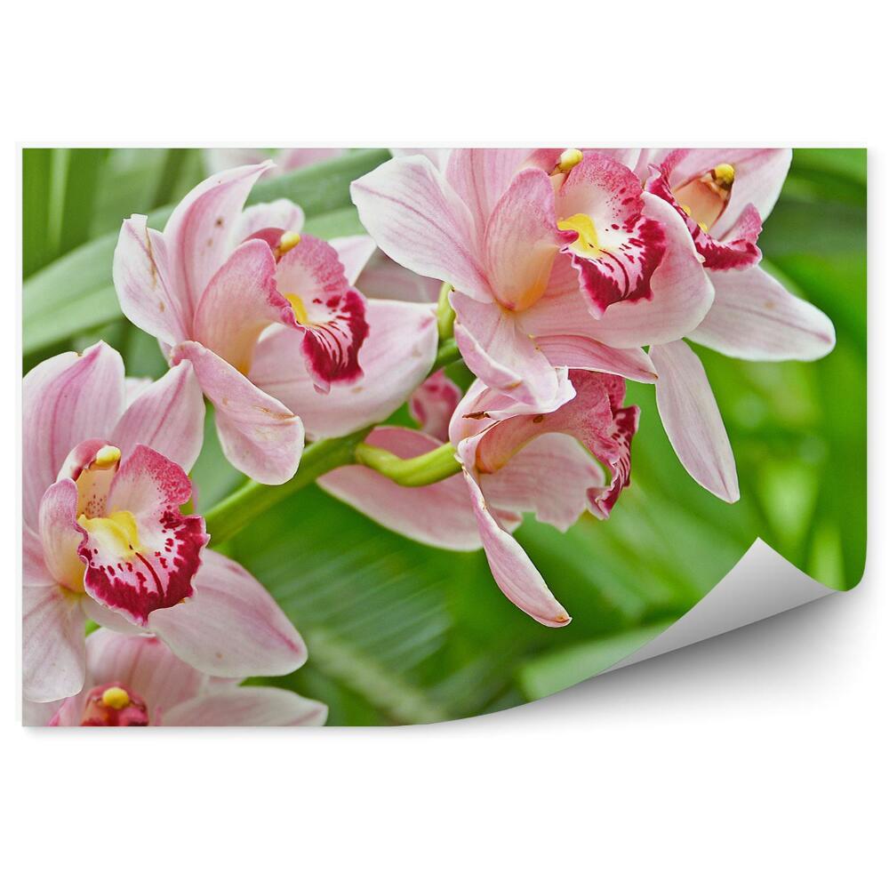 Fototapeta na ścianę Różowy storczyk liście