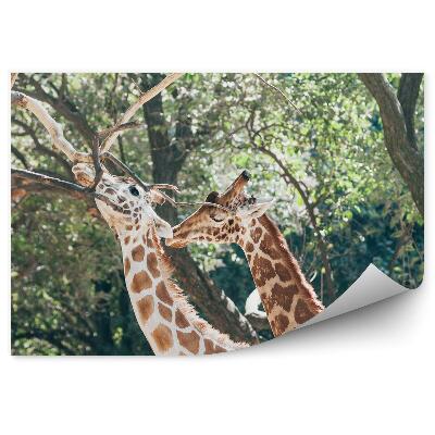 Okleina ścienna Dwie żyrafy na tle drzew