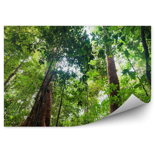 Okleina ścienna Bujna roślinność runa dżungla perspektywa