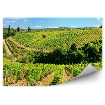 Fototapeta winnica Toskania niebo chmury