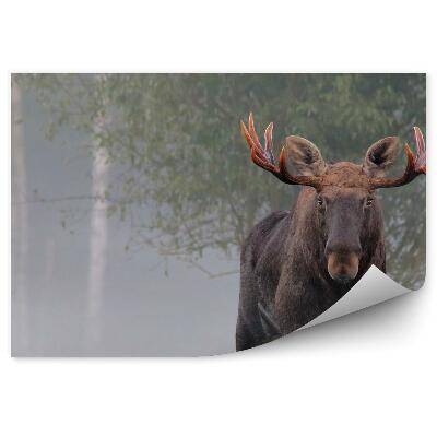 Fototapeta na ścianę Samiec łosia w jesiennej mgle